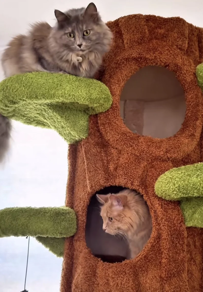 😺🌳 Cat Tree – A Natural Climbing Haven for Your Feline Friend