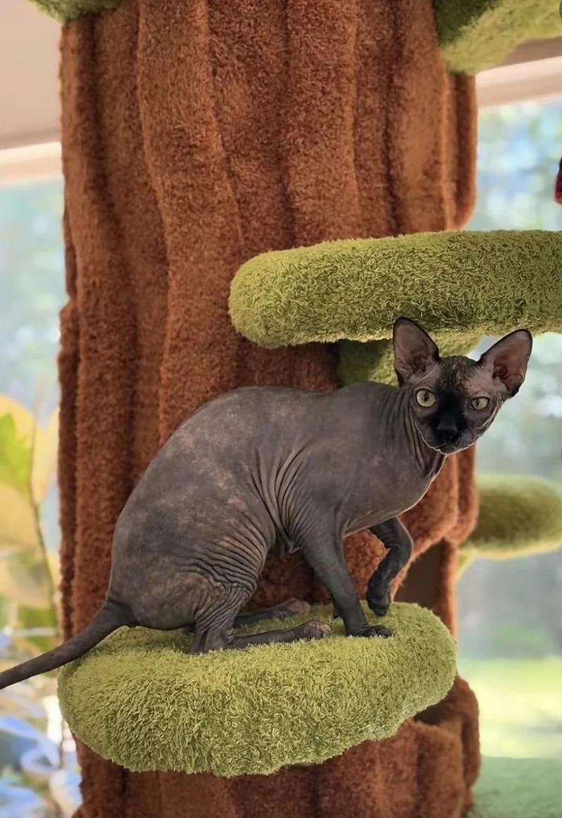 😺🌳 Cat Tree – A Natural Climbing Haven for Your Feline Friend